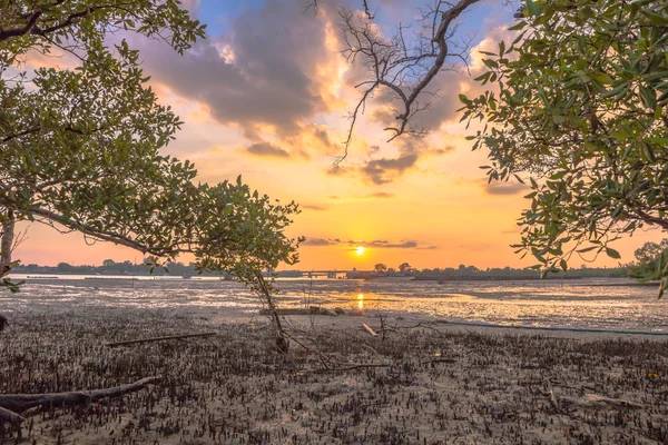 mangrov bataklık Sarasin köprü Phang Nga ilinde yakınındaki