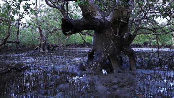 Mangrov bataklık Sarasin Köprüsü yakınlarında — Stok video