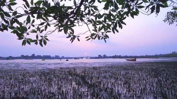 Mangrove bažiny poblíž most Sarasin — Stock video