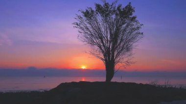 mangrov bataklık Sarasin Köprüsü yakınlarında