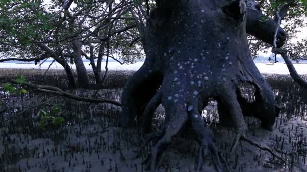 Mangrove moeras in de buurt van Sarasin brug — Stockvideo