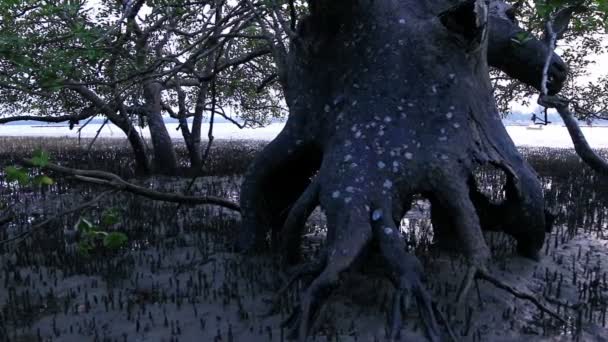 Mangrove rawa dekat jembatan Sarasin — Stok Video