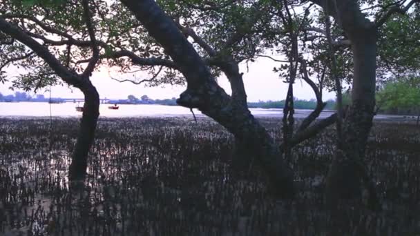 Mangroveträsk nära Sarasin bridge — Stockvideo