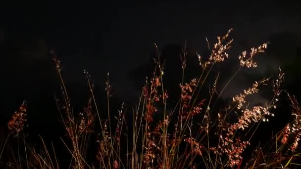 Трава квітка біля дороги — стокове відео