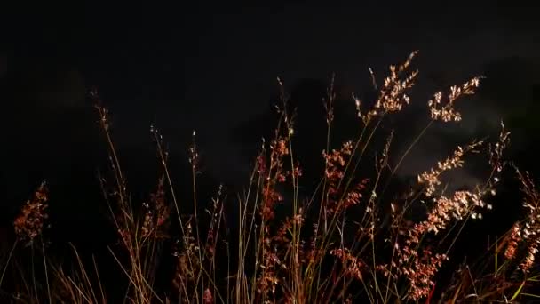 Herbe fleur à côté de la route — Video