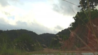 Yolun yanında çimen çiçek