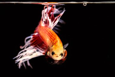 Dövüş balık siyah arka plan daha iyi balık