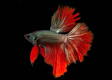 Siyam mücadele balık