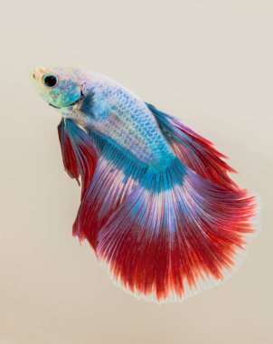 Siyam mücadele balık