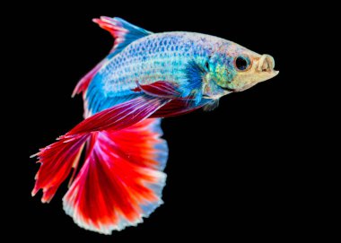 Siyam mücadele balık