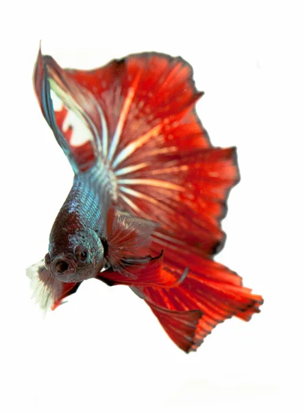 Siamese fighting fish — Stock Photo, Image