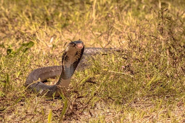 Cobra slang in natuurlijke habitats — Stockfoto