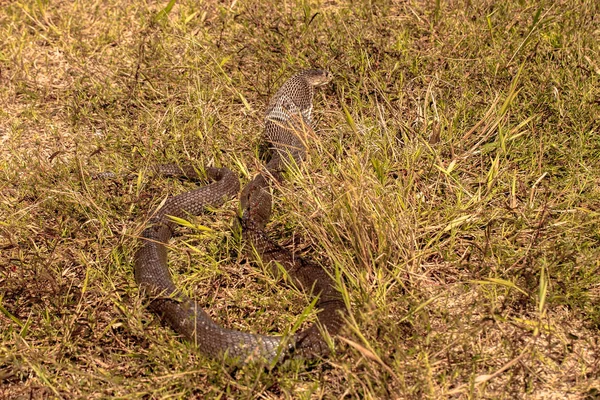 Cobra snake in natural habitats — Stock Photo, Image