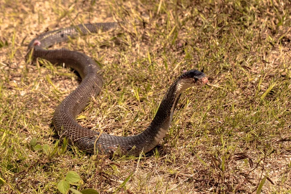 Cobra em habitats naturais — Fotografia de Stock