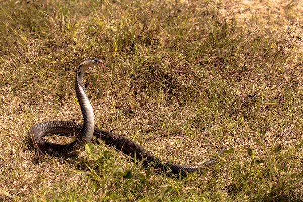 Cobra snake in natural habitats — Stock Photo, Image