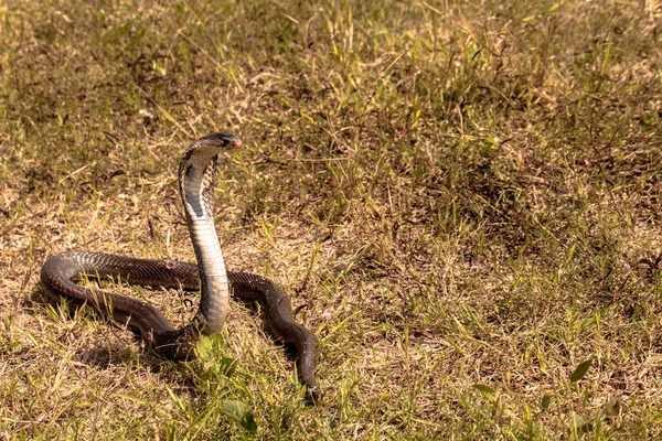 Cobra had v přirozeném prostředí — Stock fotografie
