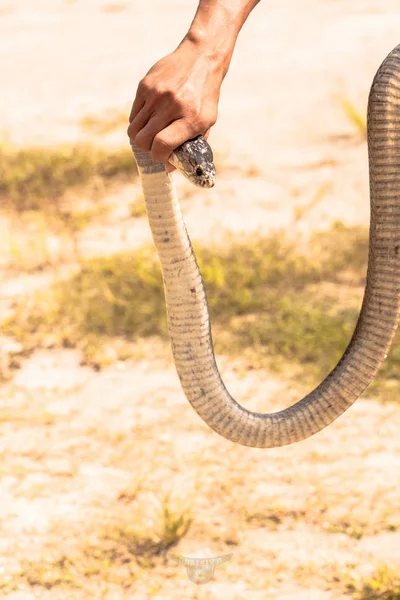 नैसर्गिक वस्तींमध्ये कोब्रा साप — स्टॉक फोटो, इमेज