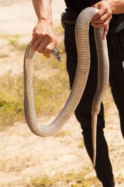 Snake in natural habitats — Stock Photo, Image