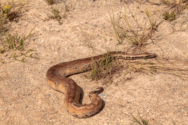 Snake in natural habitats — Stock Photo, Image