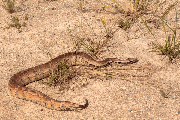 Serpente em habitats naturais — Fotografia de Stock