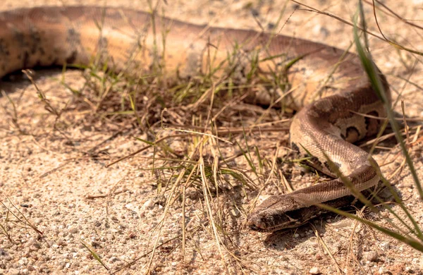 Snake in natural habitats — Stock Photo, Image