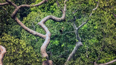Kutsal ağaçta kartallar ağları