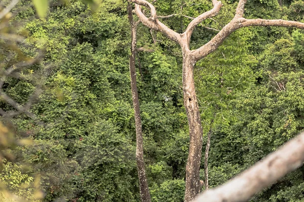 Hornbill nets in hollow tree — Stock Photo, Image