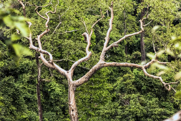 Hornbill nets in hollow tree — Stock Photo, Image