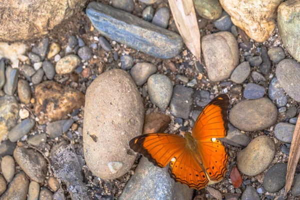 Oranžový motýl na skále — Stock fotografie
