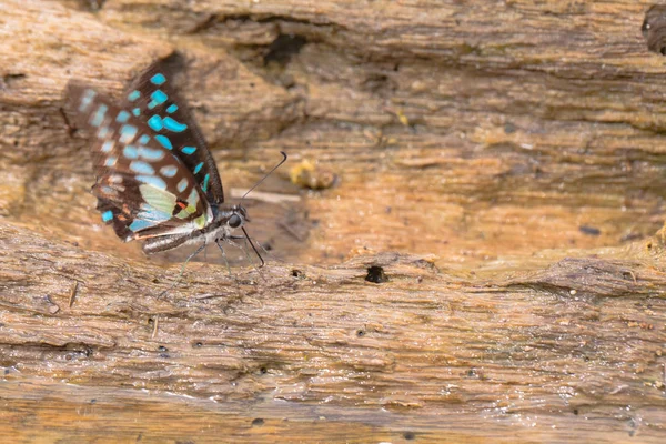 A butterfly on the wood — Stock Photo, Image
