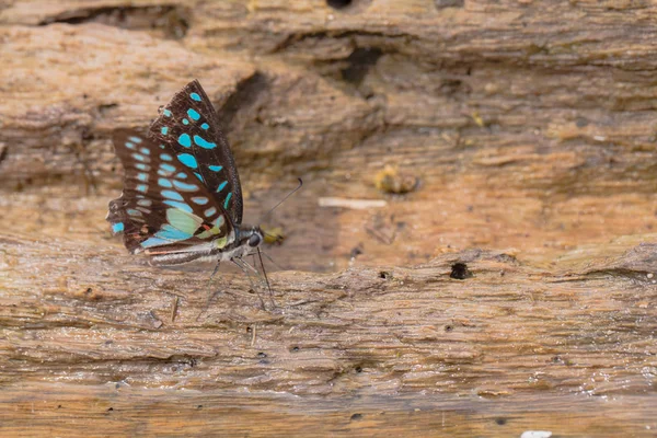 Mariposa sobre madera mojada —  Fotos de Stock