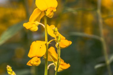 sarı çiçek Crotalaria 