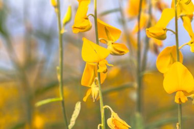 sarı çiçek Crotalaria 