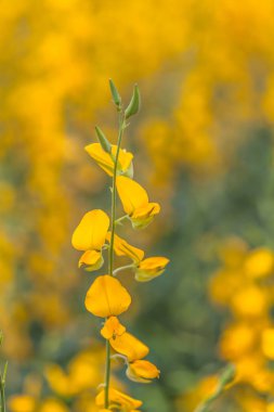 sarı çiçek Crotalaria 
