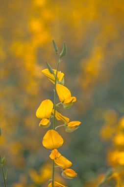 sarı çiçek Crotalaria 