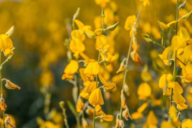 sarı çiçek Crotalaria 