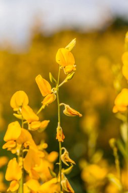 sarı çiçek Crotalaria 