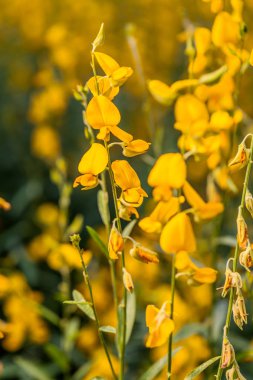 sarı çiçek Crotalaria 