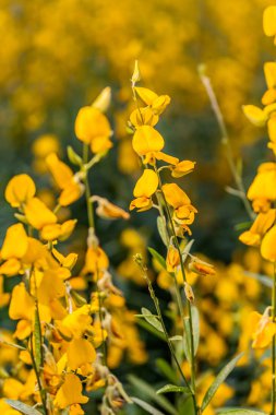 sarı çiçek Crotalaria 