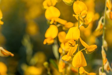 sarı çiçek Crotalaria 