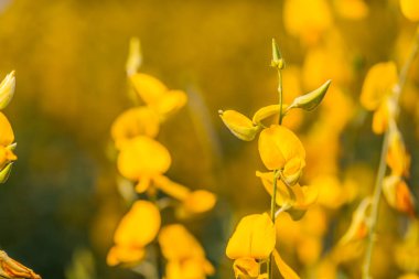 sarı çiçek Crotalaria 