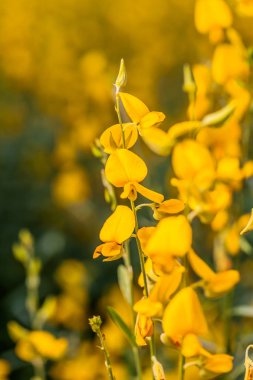 sarı çiçek Crotalaria 