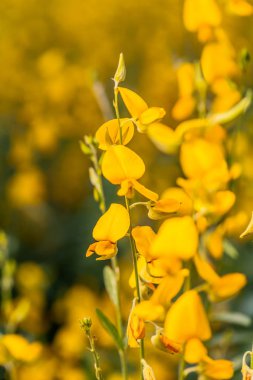 sarı çiçek Crotalaria 