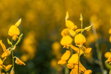 sarı çiçek Crotalaria 