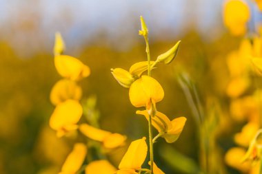 sarı çiçek Crotalaria 