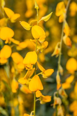 sarı çiçek Crotalaria 