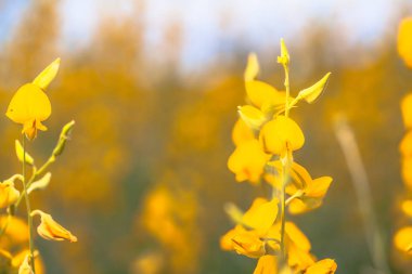sarı çiçek Crotalaria 
