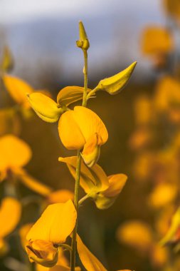 sarı çiçek Crotalaria 