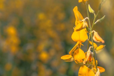sarı çiçek Crotalaria 
