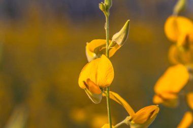sarı çiçek Crotalaria 